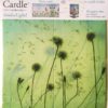 mayves-cardle-breezily-dawn